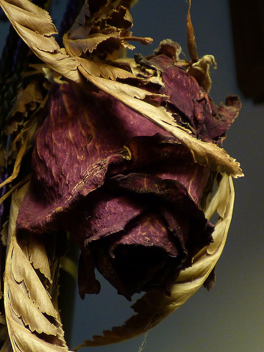 dried rose, rose, dry, flower, dried, dead, leaves, old, floral, fragile