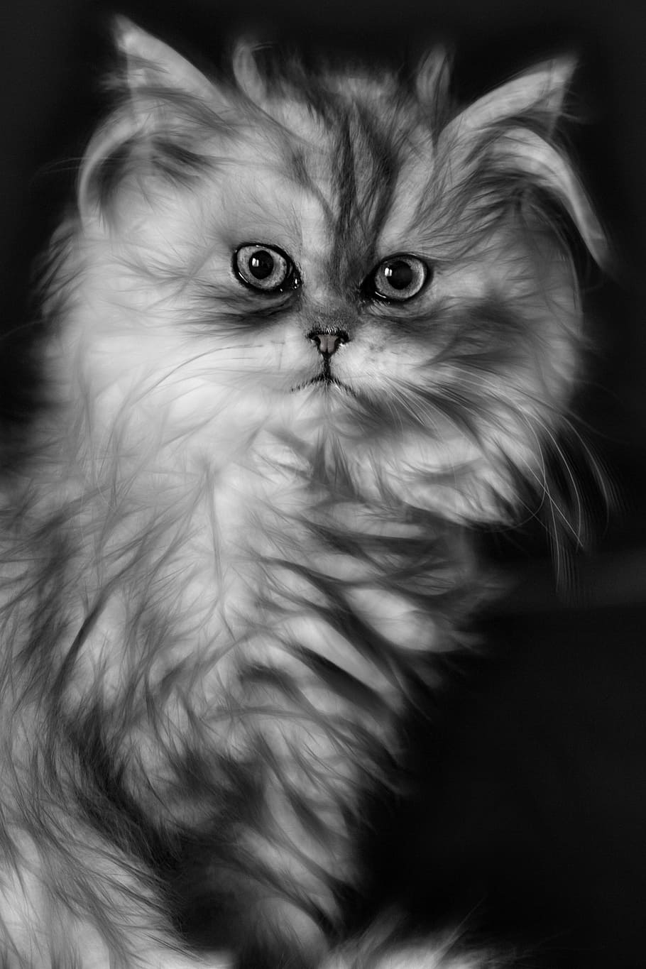 white, gray, illustration, cat, kitten, domestic cat, persian cat, one animal, mammal, pets