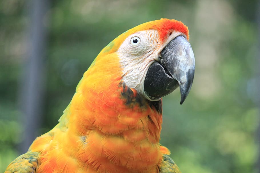 Foto, naranja, blanco, guacamayo, loro, verde, ave, pájaro tropical, animal, selva