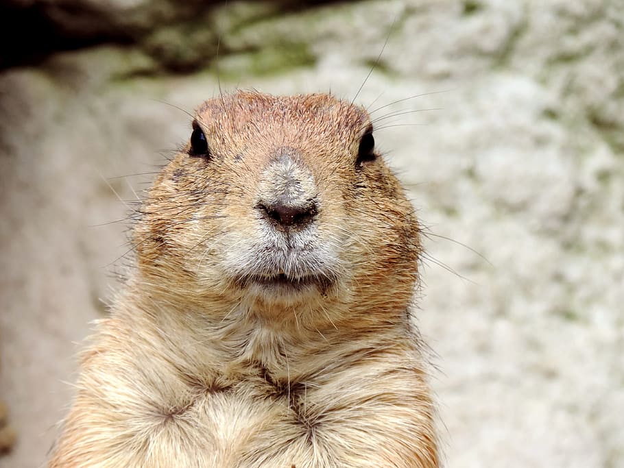 brown squirrel, marmot, rodent, croissant, mankei, gophers, animal head, face, animal's den, rock coat