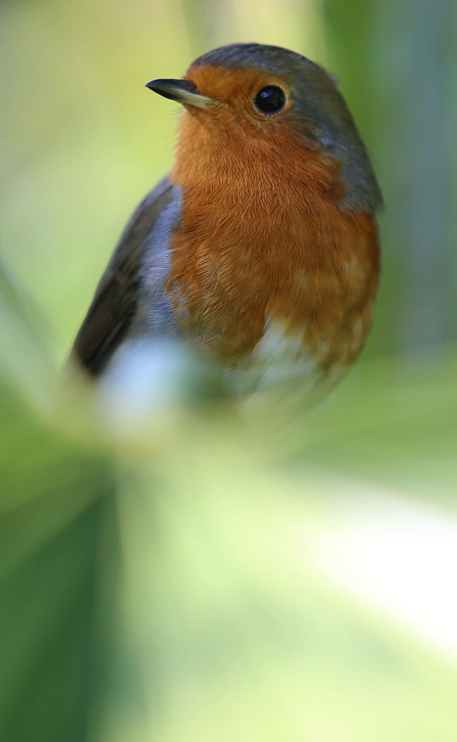 Robin, pájaro, pecho rojo, pájaro cantor, palmera, tropical, naturaleza, vida silvestre, jardín, temas de animales