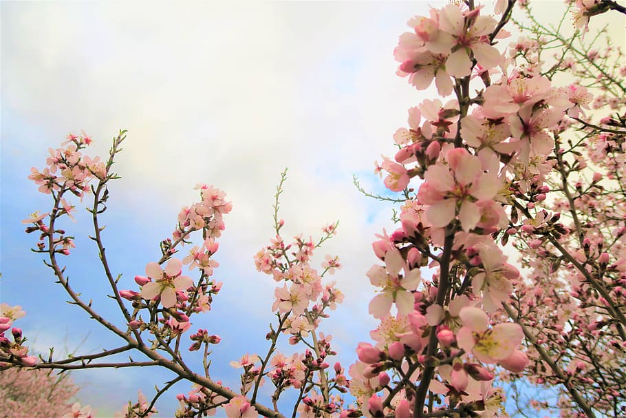 almond tree, flower, tree, plant, nature, spring, flowering plant, pink color, fragility, beauty in nature