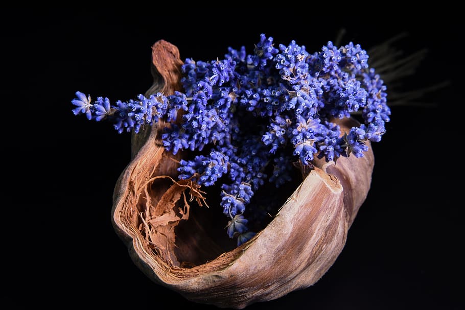 lavender, kelapa, latar belakang hitam, tanaman, berbunga, bunga, alam, hitam, kesederhanaan, pengaturan