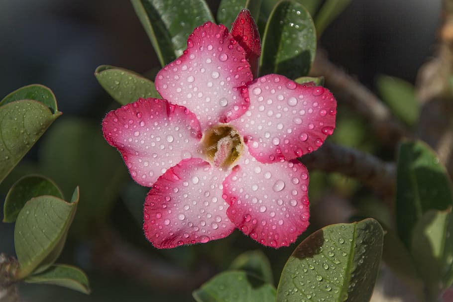 selective, focus photography, white-and-pink 5- petaled flowers, 5-petaled, rosa, desert, adenium, eastern, wild, violet