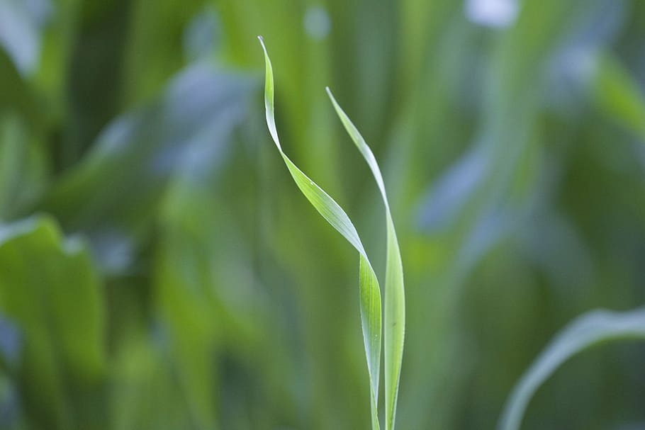selective, focus photography, leafed, plant, blade of grass, grass, green, growth, green color, nature