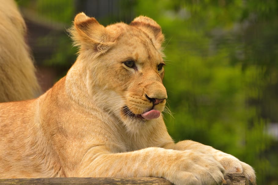 close-up photo, brown, lioness, daytime, lion, young, tongue, cute, sweet, animal