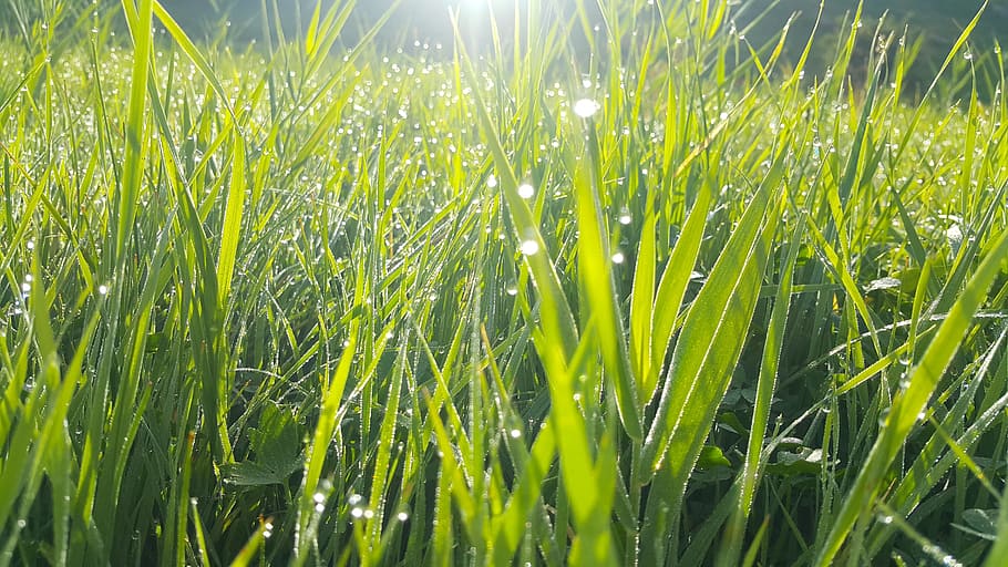 grass water drops, grass, vegetation growth, plant, chan, area, no one, growth, green color, field