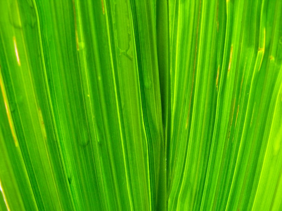 closeup, view, green, leaf, plant, nature, green color, palm tree, backgrounds, palm leaf