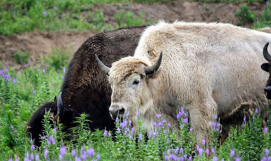 buffalo, white, rare, animal, nature, mammal, wildlife, american, bison, plant
