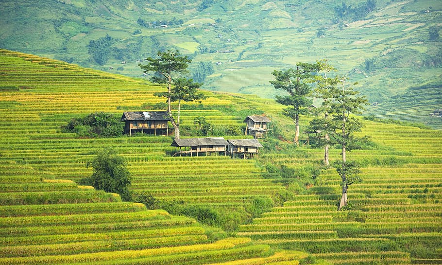 coklat, rumah, rumput, siang hari, lukisan, klub golf, desa, pertanian, ngarai, Vietnam
