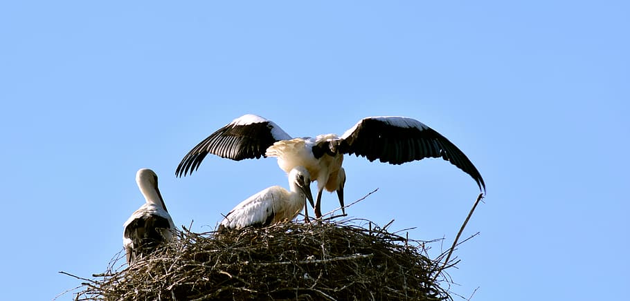 stork, stork family, young, flight test, wing, feather, bird, storchennest, summer, sky