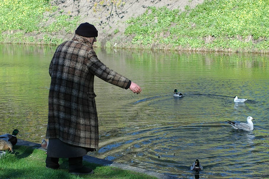 Old Lady, Feeding, Ducks, Senior Citizen, feeding ducks, water, lake, one person, one animal, real people