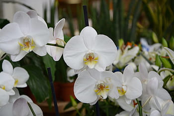 Página 20 | Fotos orquídea blanca de flores libres de regalías | Pxfuel