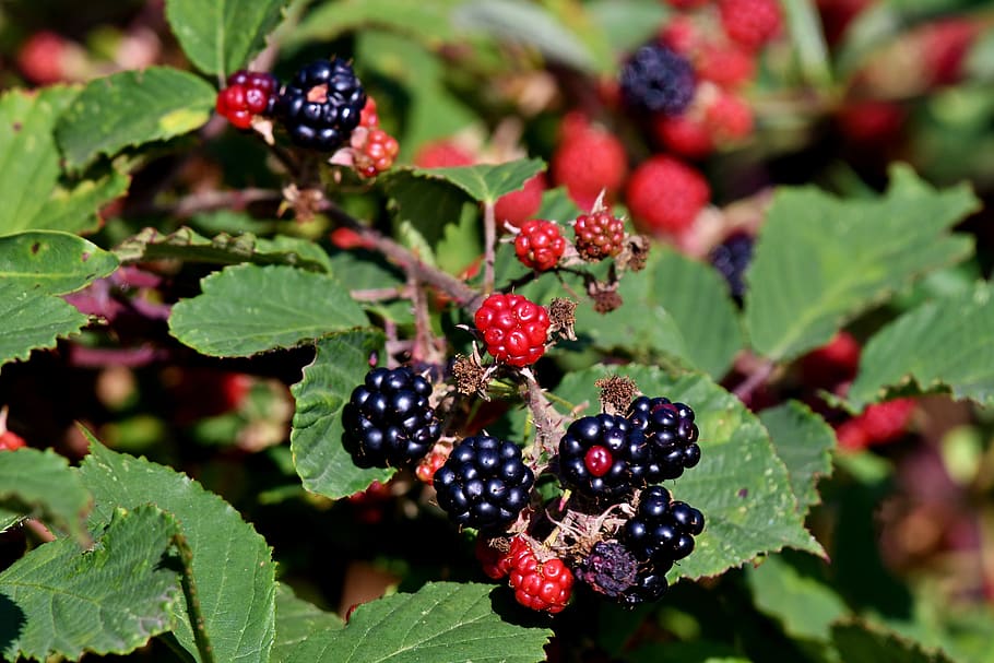 blackberries, fruits, food, vitamins, fruit, fresh, healthy, summer, ripe, sweet