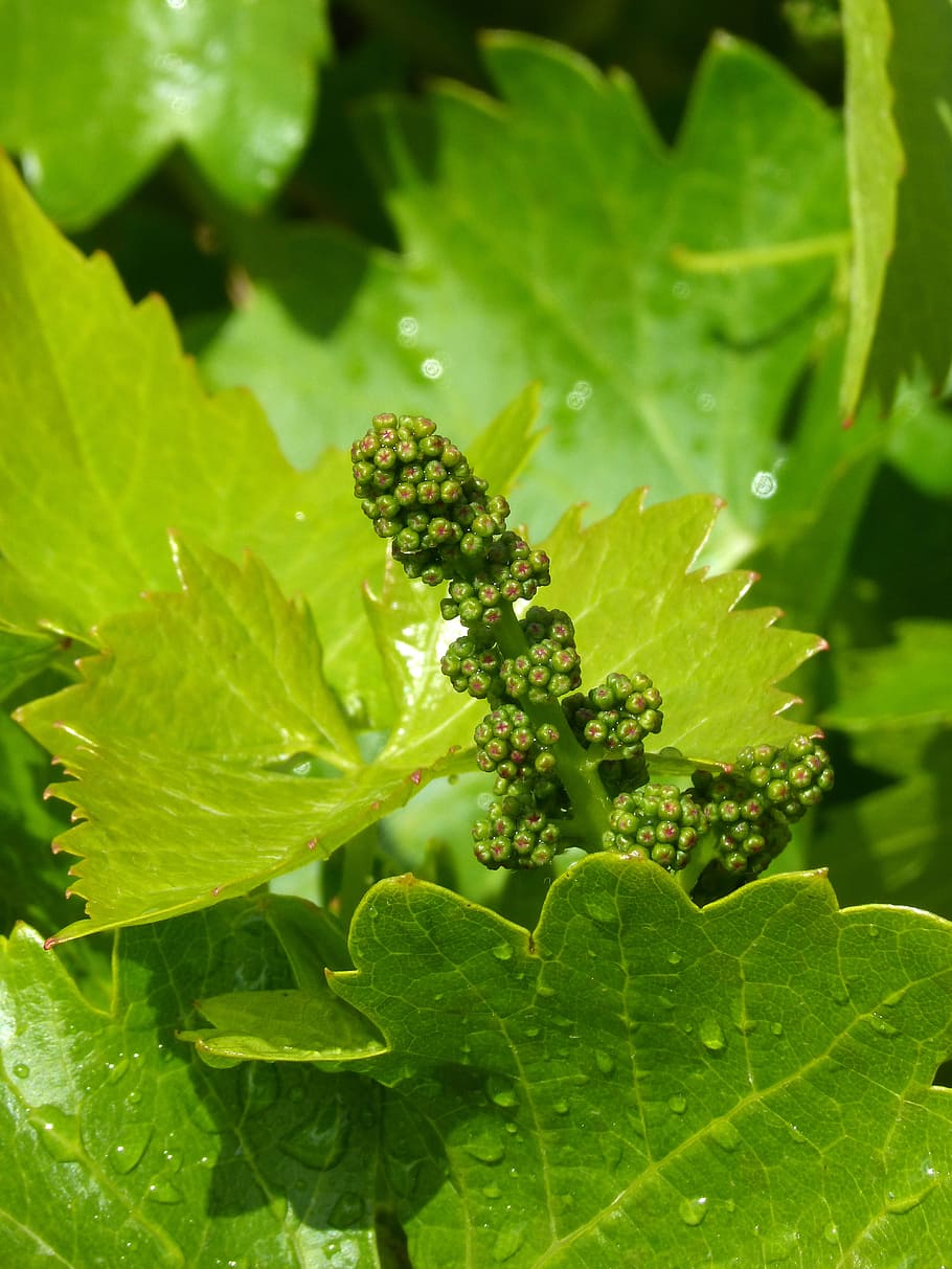 лоза, виноград, очаг, весна, производство вина, зеленый цвет, часть растения, лист, рост, растение