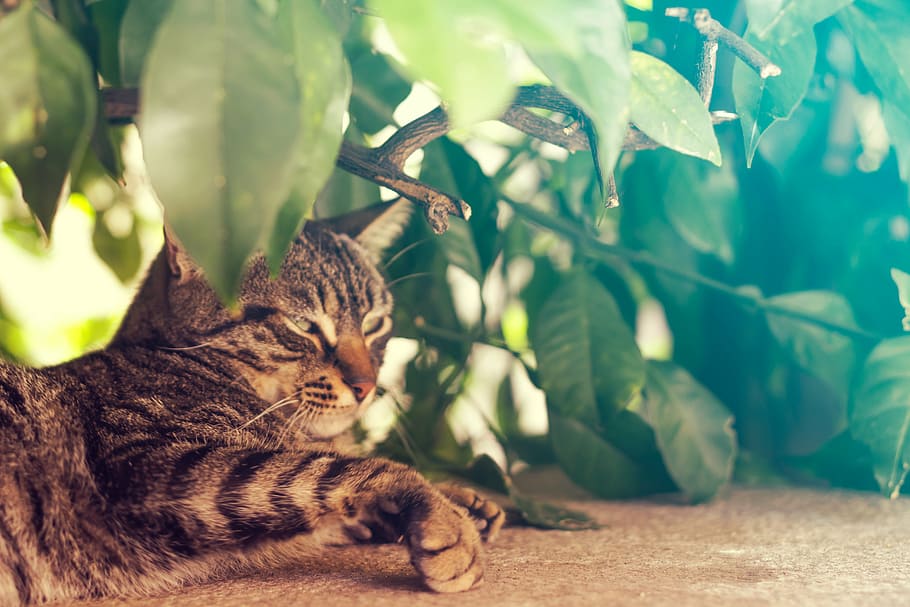 coklat, kucing betina, kucing, berbaring, di samping, daun, pohon, tanaman, hijau, persembunyian