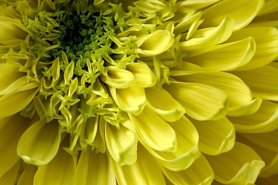 Amarelo, crisântemo, close-up, foto, flor, plantar, planta com flores, beleza na natureza, frescura, pétala