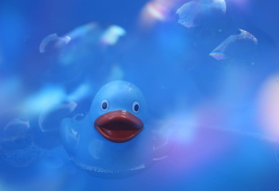 duck, boy, baby, blue, background, children, animal themes, water, animal, fish