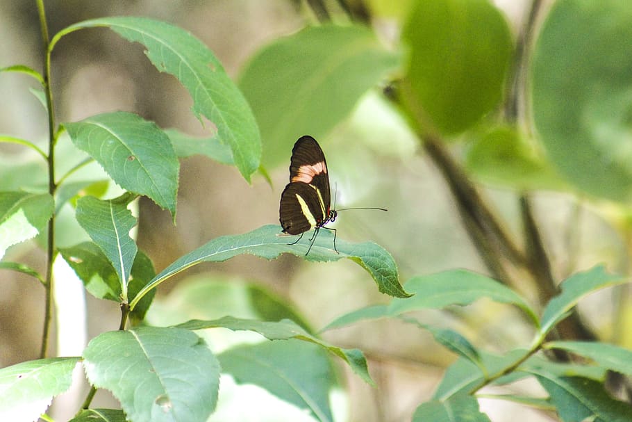 butterfly, forest, nature, fantasy, insect, green, plant, light, animals, summer