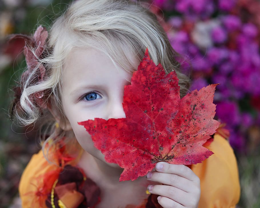 girl, holding, red, maple leaf, kid, child, daughter, family, fall, autumn