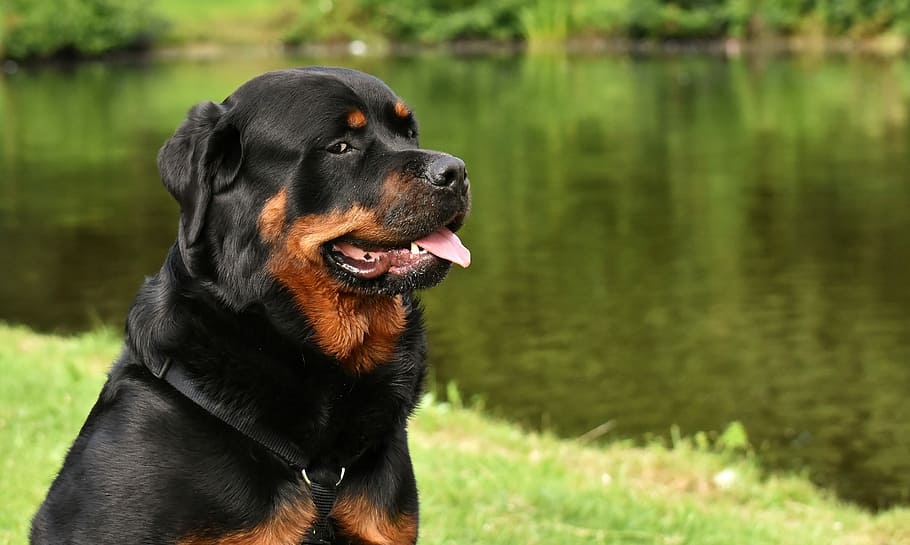 mahogany rottweiler, body, water, rottweiler, purebred dog, animal, hundeportrait, peaceful, pet, waters