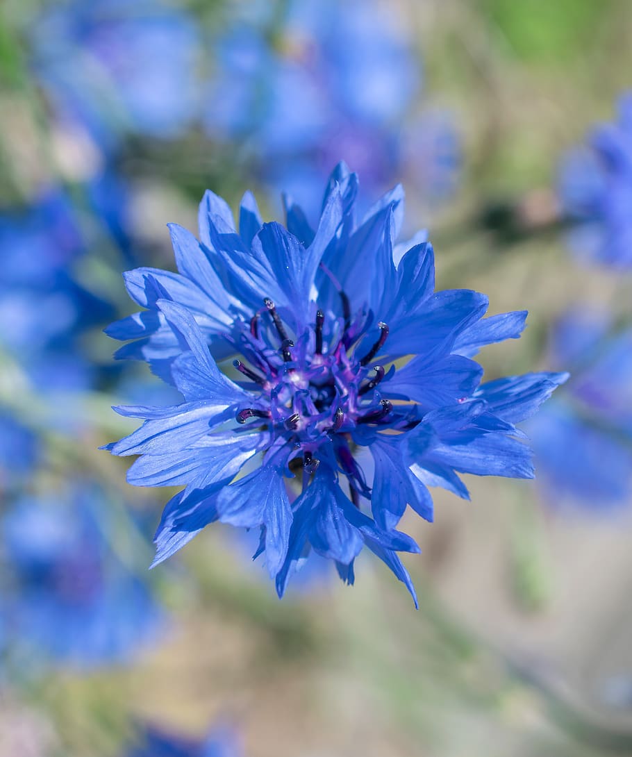 aciano, flor, violeta azul, naturaleza, planta, primavera, color, azul,  centaurea cyanus, compuestos | Pxfuel