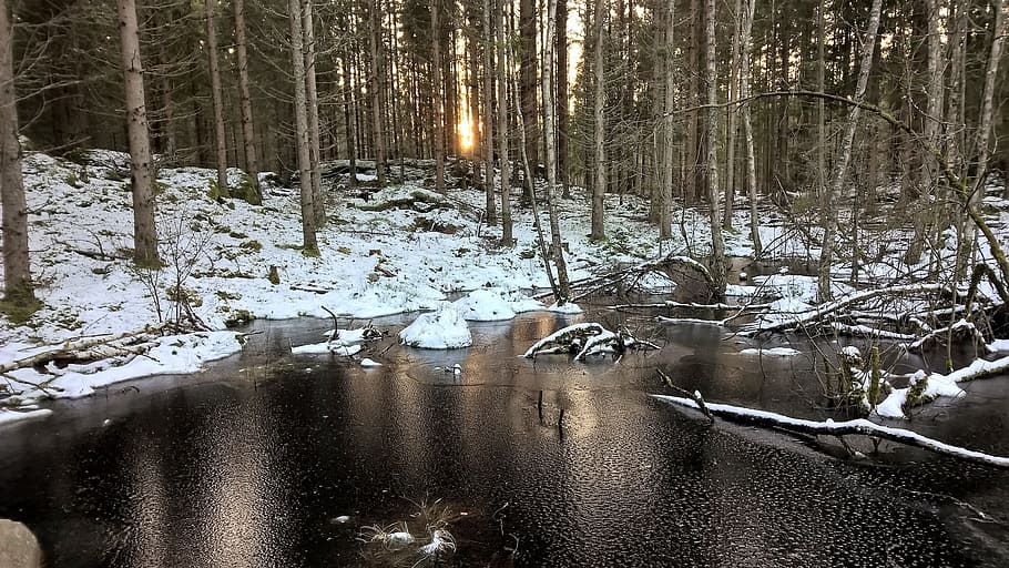 invierno, congelado, lago, helado, bosque, árboles, suecia, sueco, nieve, temperatura fría