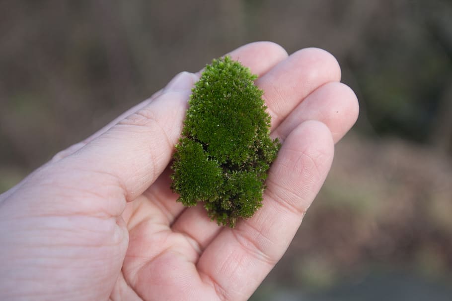 moss, hand, lichen, nature, texture, human hand, human body part, holding, one person, focus on foreground