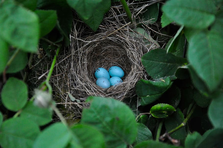 nest, blue, eggs, surrounded, bushes, bird eggs, nature, bird's nest, egg, nest building