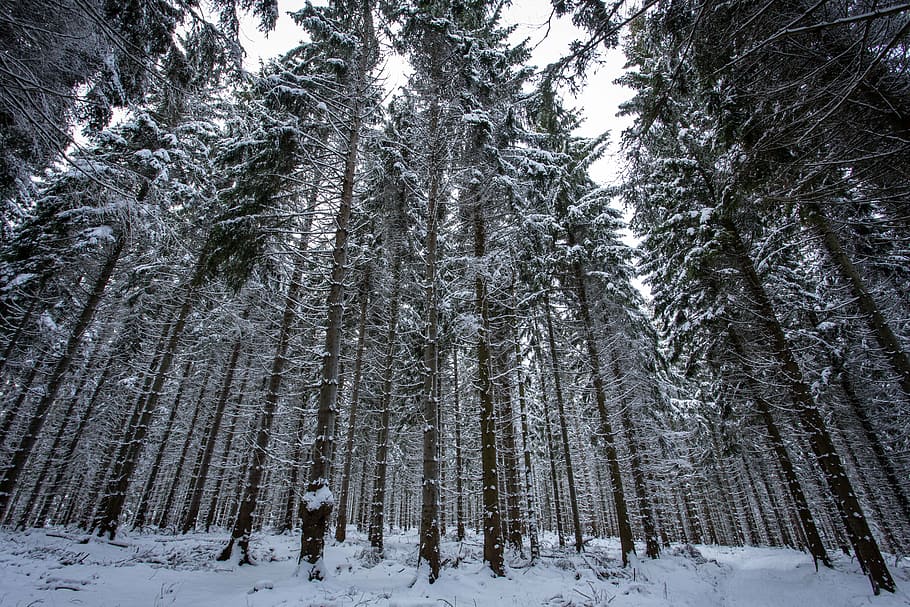 bosque de invierno, nieve, invierno, magia de invierno, Árbol, planta, temperatura fría, tierra, belleza en la naturaleza, bosque