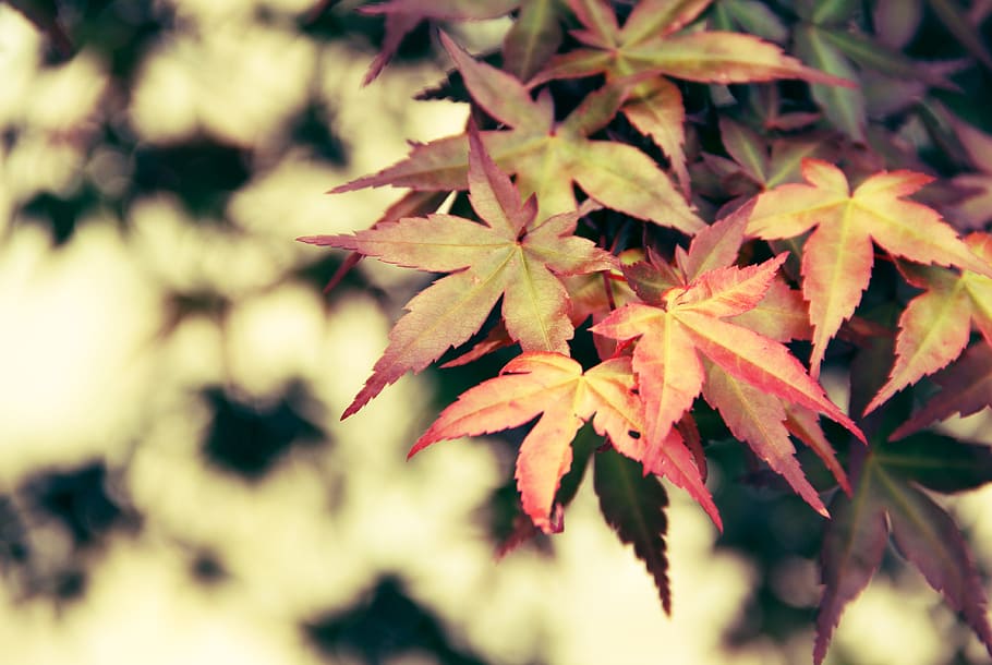maple, color mixing, ye qiu, autumn, yellow, red, parking, garden, plant part, leaf