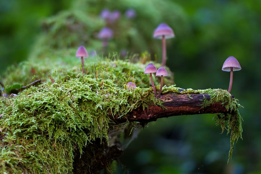 purple, mushroom, green, tree, moss, mini mushroom, sponge, age fungal, mushroom group, group