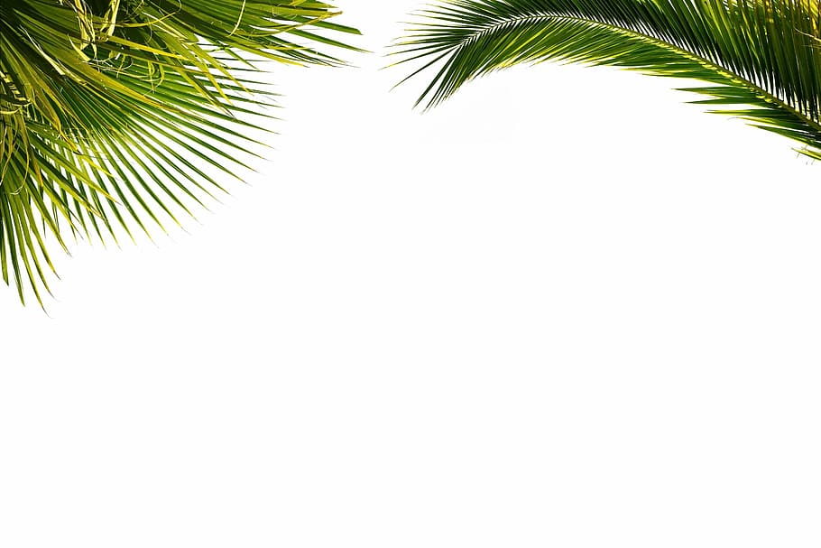 palm, wallpaper, paper, foliage, plant, nature, tree, palm Tree, summer, tropical Climate