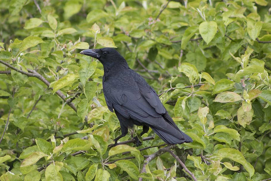 Crow, Raven, Nest, Bird, baby birds, black, animal, nature, wing, feather