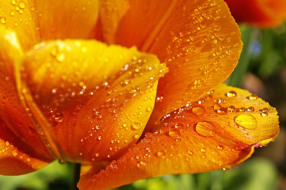 yellow tumor, orange tulip, close, spring, flowers, spring flower, flora, yellow, nature, tulip