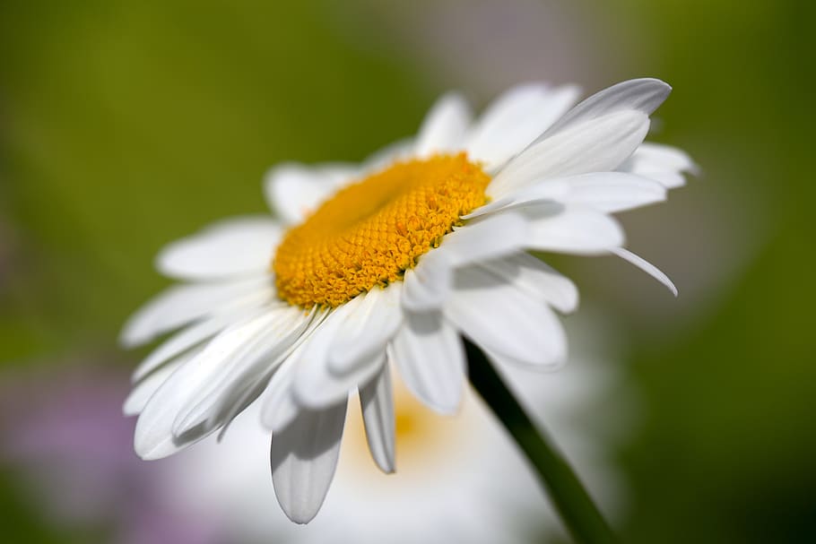 white, daisy, flower, spring, organic, nature, growth, natural, bloom, blossom