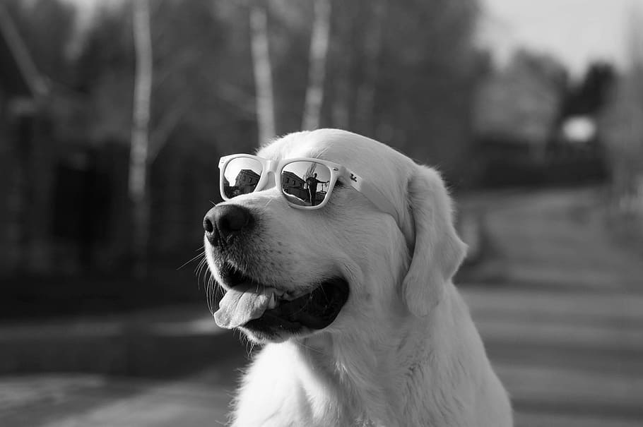 selective, focus grayscale photo, golden, retriever, wearing, sunglasses, dog, puppy, friend, cute