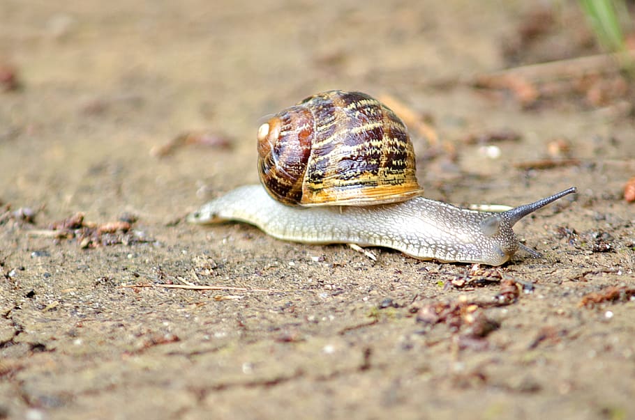 Snail, Macro, Earth, animal, slimy, crawling, slow, nature, animal Shell, mollusk