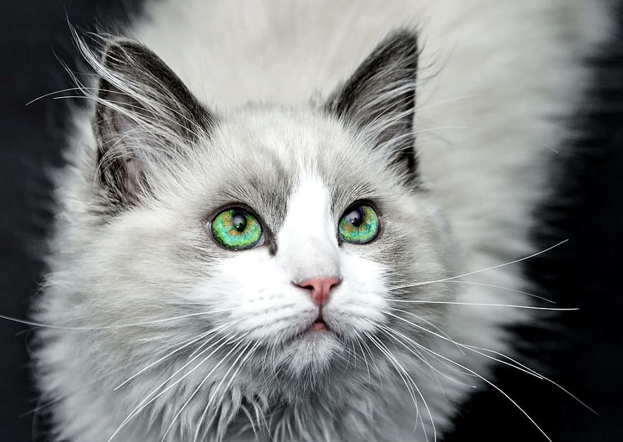 pelo largo, gris, blanco, gato, animal, retrato de gato, caballa, ojos de gato, mascota, pelaje
