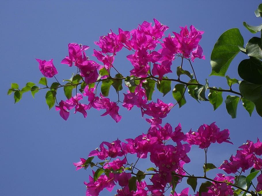 Triple, Flower, Maldives, triple flower, flowers, bougainville, pink color, freshness, growth, fragility