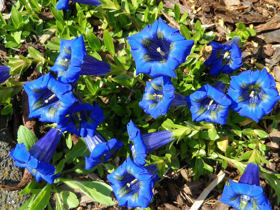 gentian, blue, flowers, bloom, grow, inflorescence, stamens, flora, nature, botany
