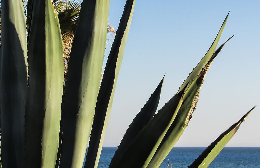 cyprus, cavo greko, aloe vera, plant, cactus, leaf, sky, beauty in nature, water, tranquility