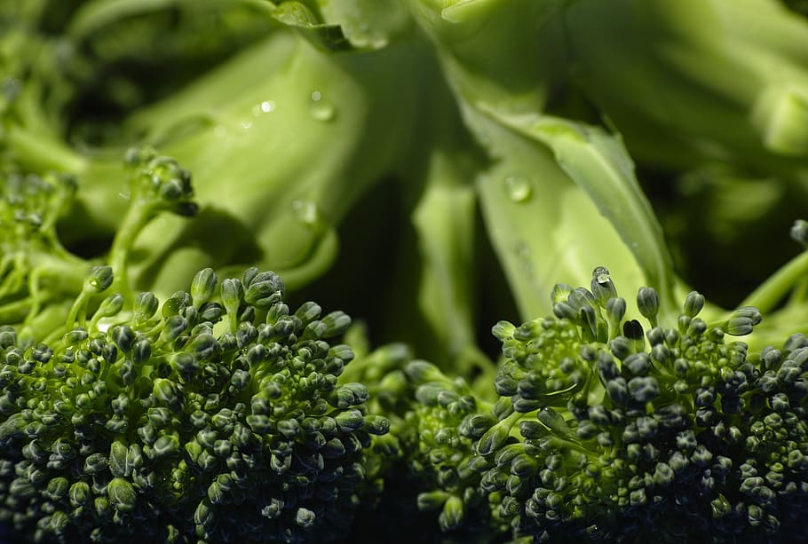close, broccoli, steamed, cooked, organic, the freshness, horizontal, food, nature, macro