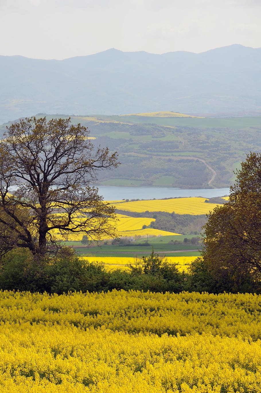 amarillo, campo de flores de colza, canola, colza, vista, paisaje, rural, campos, naturaleza, verano