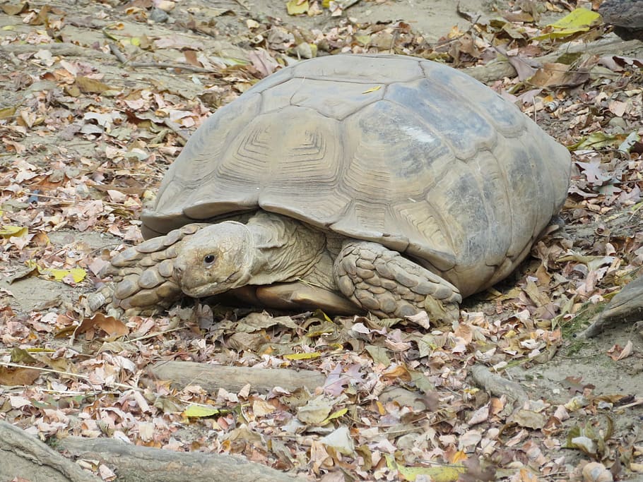 turtle, shell, reptile, animal, armored, nature, pond, slowly, tortoise, sunbathing