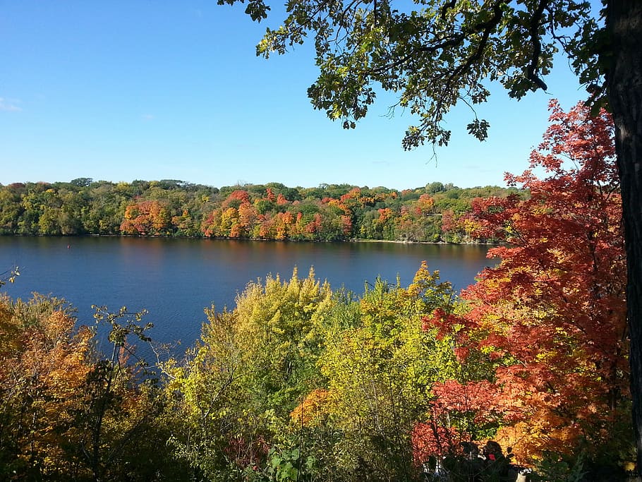 follaje de otoño, otoño, río mississippi, mississippi, colorido, hojas, minnesota, al aire libre, árbol, planta