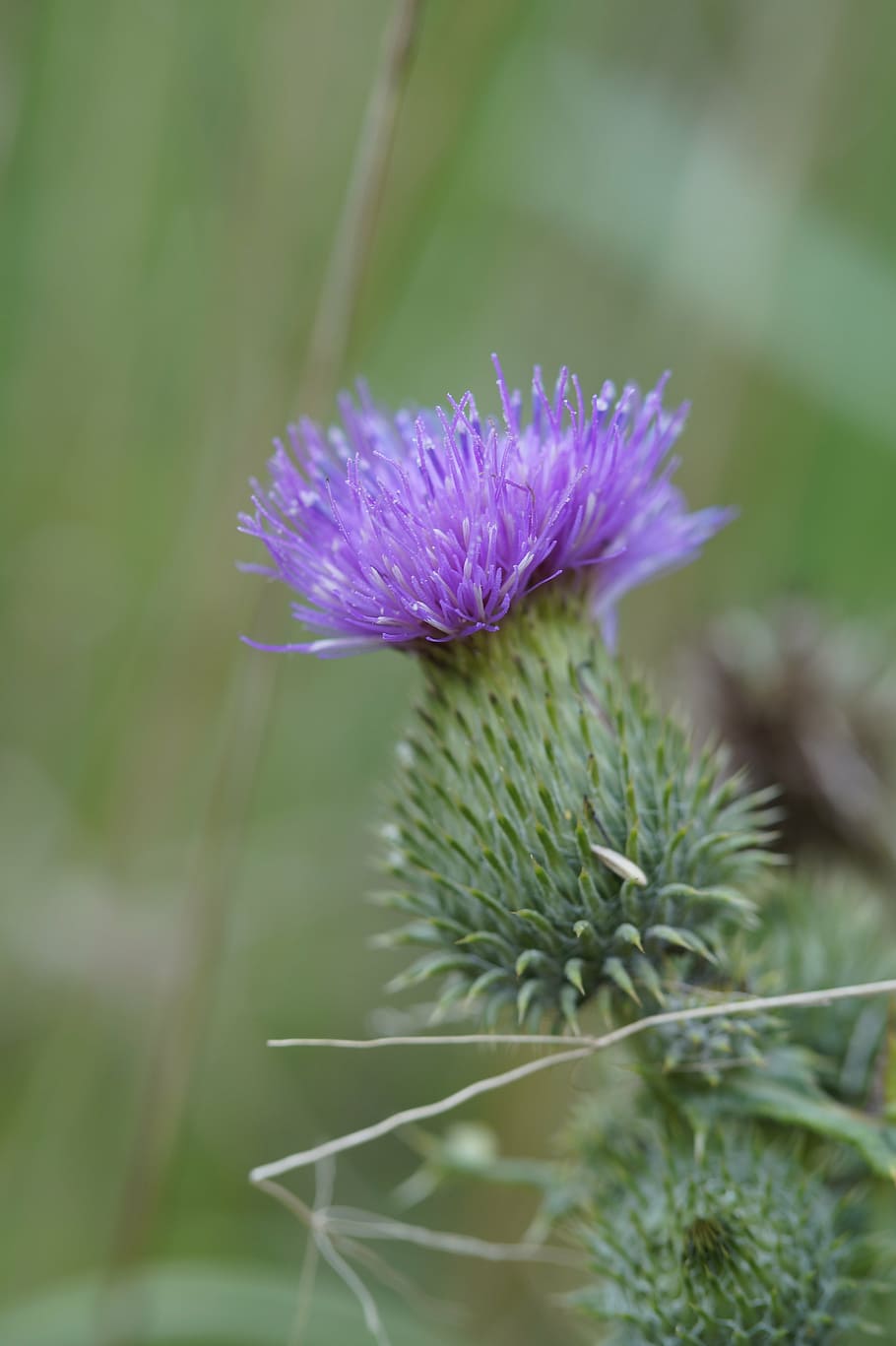 thistle, purple, violet, flower, blossom, bloom, plant, prickly, pointed flower, wild plant