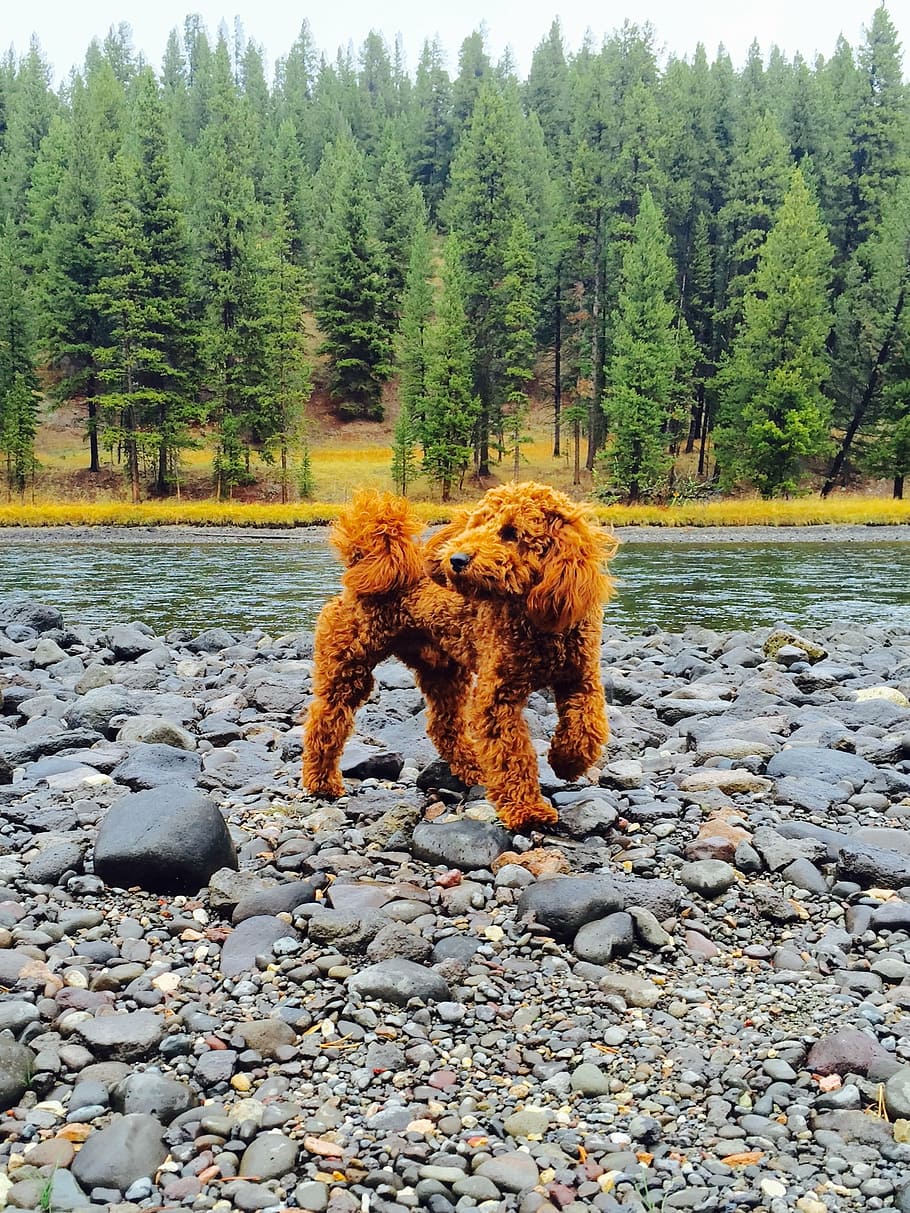 puppy, poodle, goldendoodle, cute dog, outdoor, yellowstone, tree, nature, land, solid