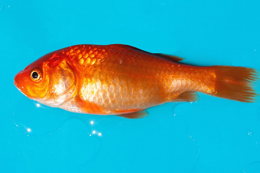 goldfish illustartion, goldfish, freshwater fish, karpfenfisch, android, silberig, cyprinidae, pet, gold, orange