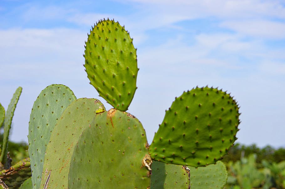 cactus verde, nopal, cactus, brochetas, planta del desierto, palas, planta mediterránea, españa, planta suculenta, color verde